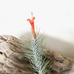 エアープランツ      チランジア  フンキアナ　着生植物の画像