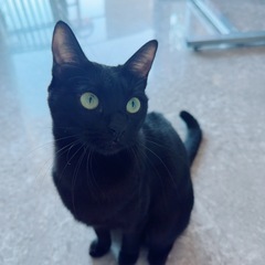 魔女の宅急便ジジみたいな黒猫〜🐈‍⬛★