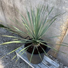 ユッカロストラータの画像