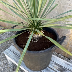 ユッカロストラータの画像