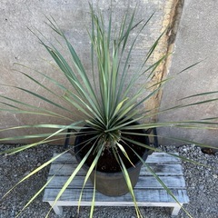 ユッカロストラータの画像