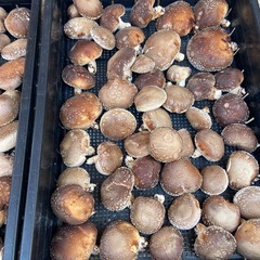 原木椎茸　生椎茸　本日収穫　キロ1000円　小ぶりの画像