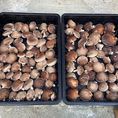 原木椎茸　生椎茸　本日収穫　キロ1000円　小ぶりの画像