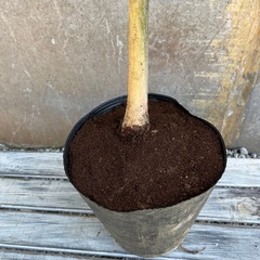 フォックステールパーム（和名：キツネノオヤシ）002の画像