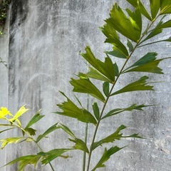 フォックステールパーム（和名：キツネノオヤシ）002の画像