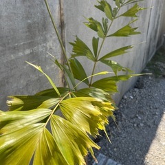 フォックステールパーム（和名：キツネノオヤシ）002の画像