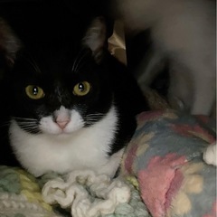 タキシード仮面女子🎀里親様募集中