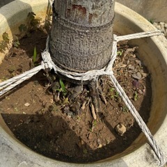 フォックステールパーム（和名：キツネノオヤシ）003の画像