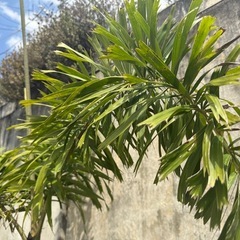 フォックステールパーム（和名：キツネノオヤシ）003の画像