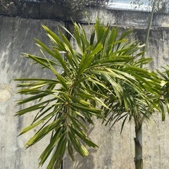 フォックステールパーム（和名：キツネノオヤシ）003の画像