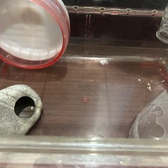 ハムスター ゲージセットの画像