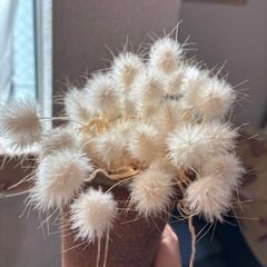 ラグラスバニーテール　苗 の画像