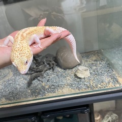 60cm水槽、厚木市周辺なら届けれます。12/12処分予定の画像