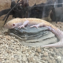 60cm水槽、厚木市周辺なら届けれます。12/12処分予定の画像