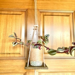 観葉植物　トラディスカンチア　セブリナと木製ハンガーの画像