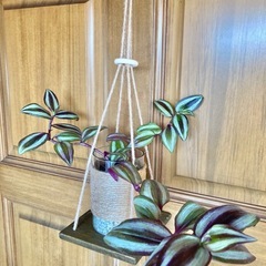 観葉植物　トラディスカンチア　セブリナと木製ハンガーの画像