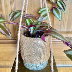 観葉植物　トラディスカンチア　セブリナと木製ハンガーの画像