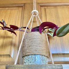 観葉植物　トラディスカンチア　セブリナと木製ハンガーの画像