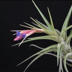 エアープランツ      チランジア  アエラントス 着生植物の画像