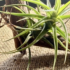 エアープランツ      チランジア  アエラントス 着生植物の画像
