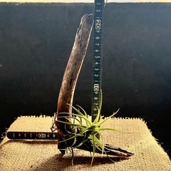 エアープランツ      チランジア  アエラントス 着生植物の画像