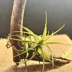 エアープランツ      チランジア  アエラントス 着生植物の画像
