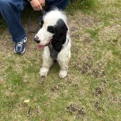 【里親募集】イングリッシュコッカースパニエル　男の子