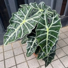 観葉植物２つセットの画像