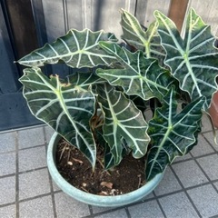 観葉植物２つセットの画像