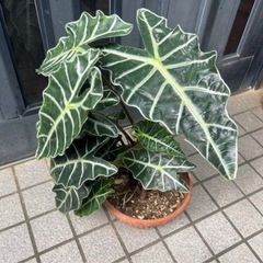 観葉植物２つセットの画像