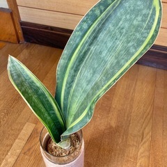 観葉植物(希少品種)サンセベリア　マッソニアーナとガラス製鉢カバー　の画像