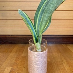 観葉植物(希少品種)サンセベリア　マッソニアーナとガラス製鉢カバー　の画像