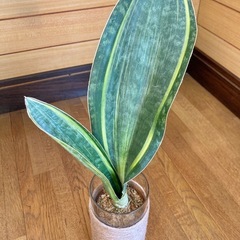 観葉植物(希少品種)サンセベリア　マッソニアーナとガラス製鉢カバー　の画像