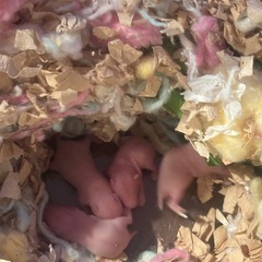 ゴールデンハムスター