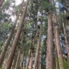 山林物件313　高知県高岡郡檮原町