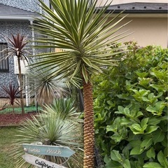 アロイフォリア斑入り　センジュラン　胴切り　大株　価格相談あり！の画像