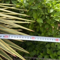 アロイフォリア斑入り　センジュラン　胴切り　大株　価格相談あり！の画像