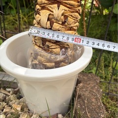 アロイフォリア斑入り　センジュラン　胴切り　大株　価格相談あり！の画像