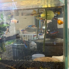 熱帯魚譲りますの画像