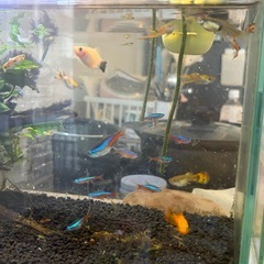 熱帯魚譲りますの画像