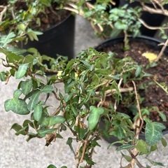 ミニへデラ　ダックフットの画像