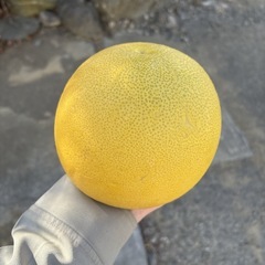 【晩白柚1個】本庄産　果物　無農薬　販売　まとめ売り　セットの画像