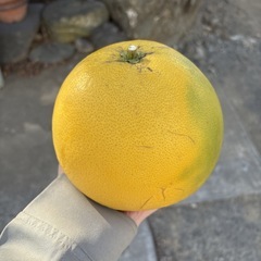 【晩白柚1個】本庄産　果物　無農薬　販売　まとめ売り　セットの画像