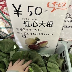 【紅心大根約1個】本庄産　果物　無農薬　販売　まとめ売り　セットの画像