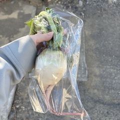 【紅心大根約1個】本庄産　果物　無農薬　販売　まとめ売り　セットの画像