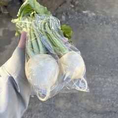 【小かぶ約2本】本庄産　野菜　無農薬　販売　まとめ売り　セットの画像