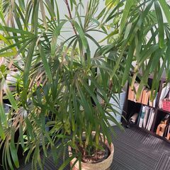 観葉植物 【シュロチク】 高さ210センチ インテリア 本物 B品 アウトレット品の画像