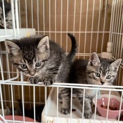 とってもかわいいサバトラ兄妹　1.5ヶ月