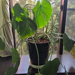 観葉植物 【モンステラ】 高さ60センチ インテリア 本物 B品 アウトレット品の画像