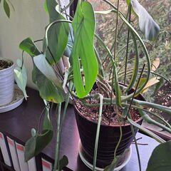 観葉植物 【モンステラ】 高さ60センチ インテリア 本物 B品 アウトレット品の画像